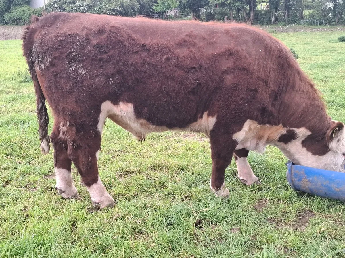 Hereford Bulls - Image 4