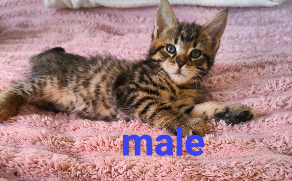 Maine Coon - Image 1
