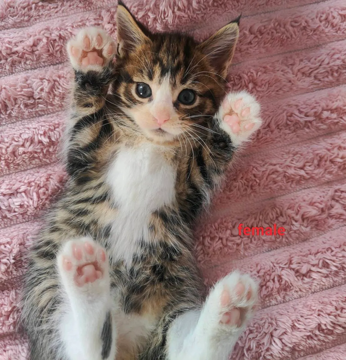 Maine Coon - Image 2