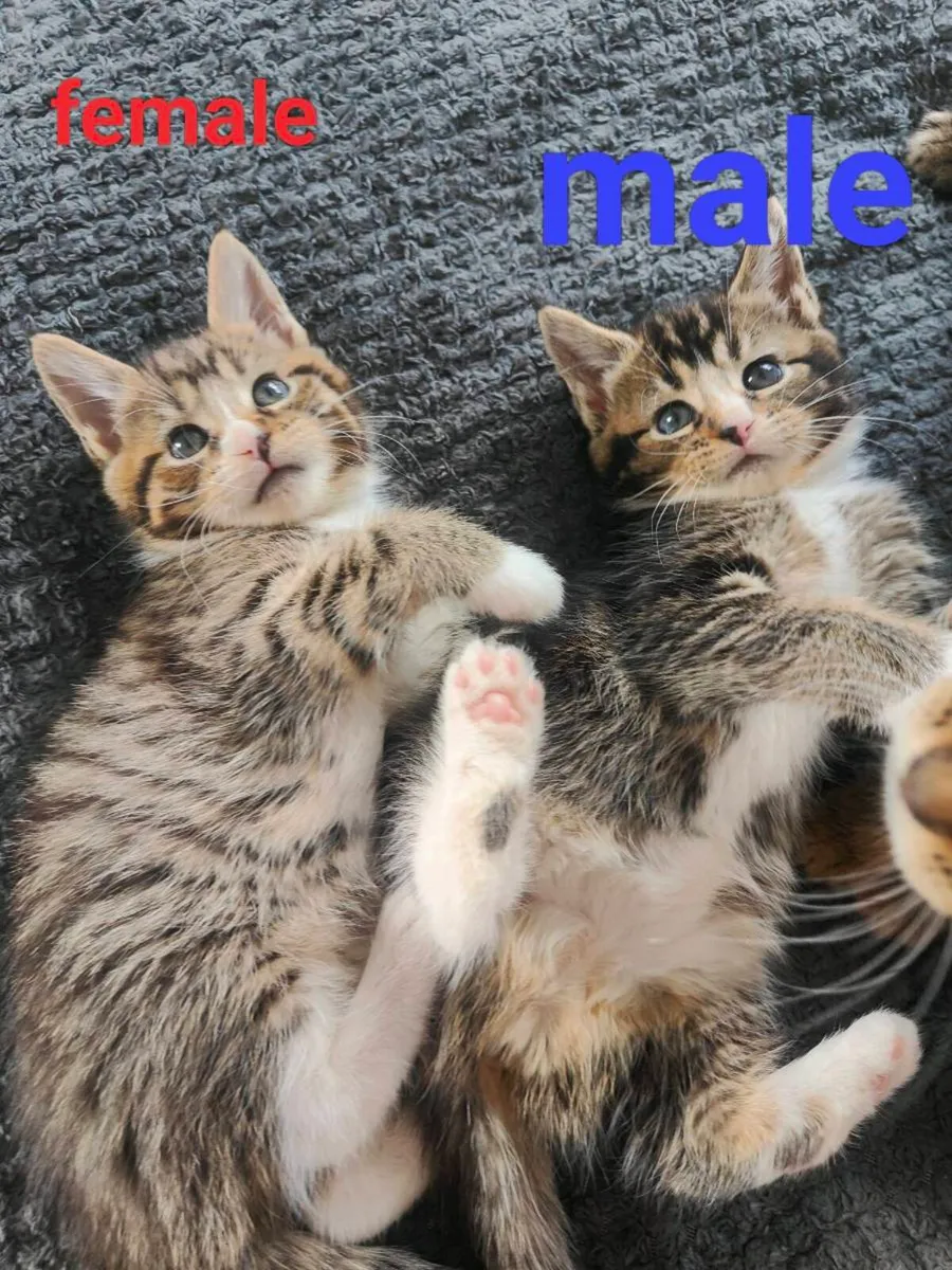 Maine Coon - Image 3