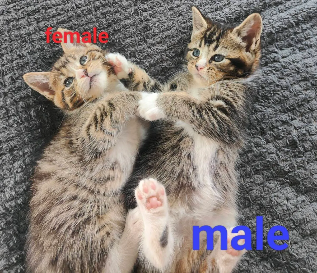 Maine Coon - Image 4