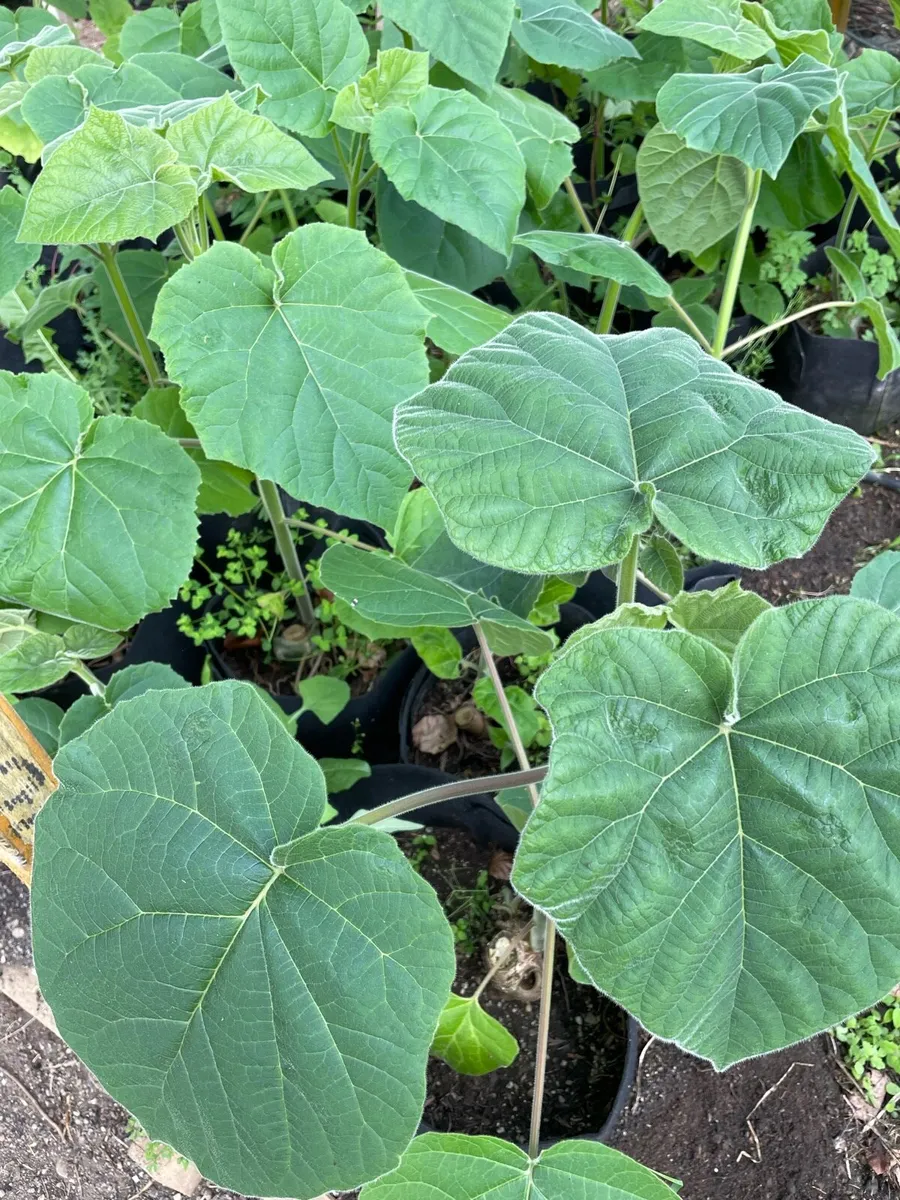 Paulownia Elongata - Image 1