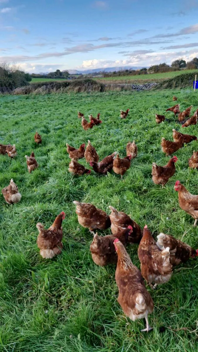 Hens - Image 2