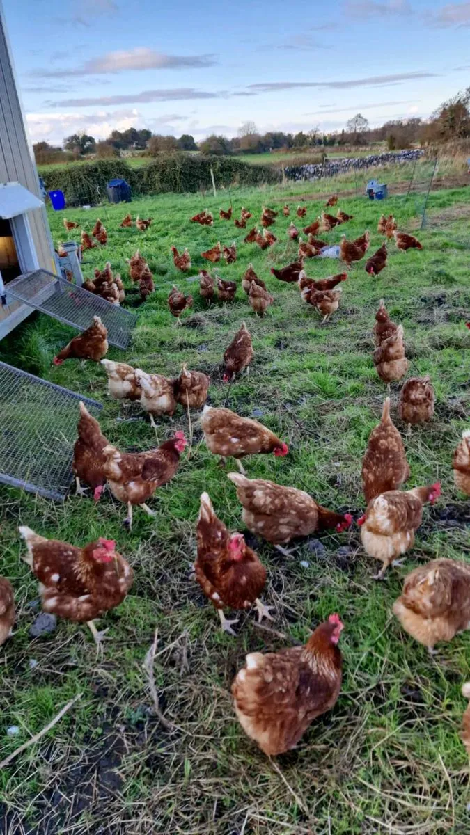 Hens - Image 1