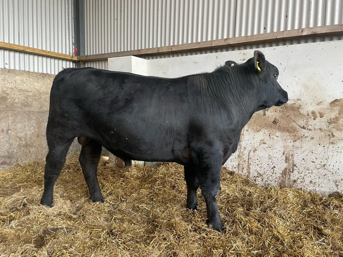Pedigree Angus Bull - Image 2