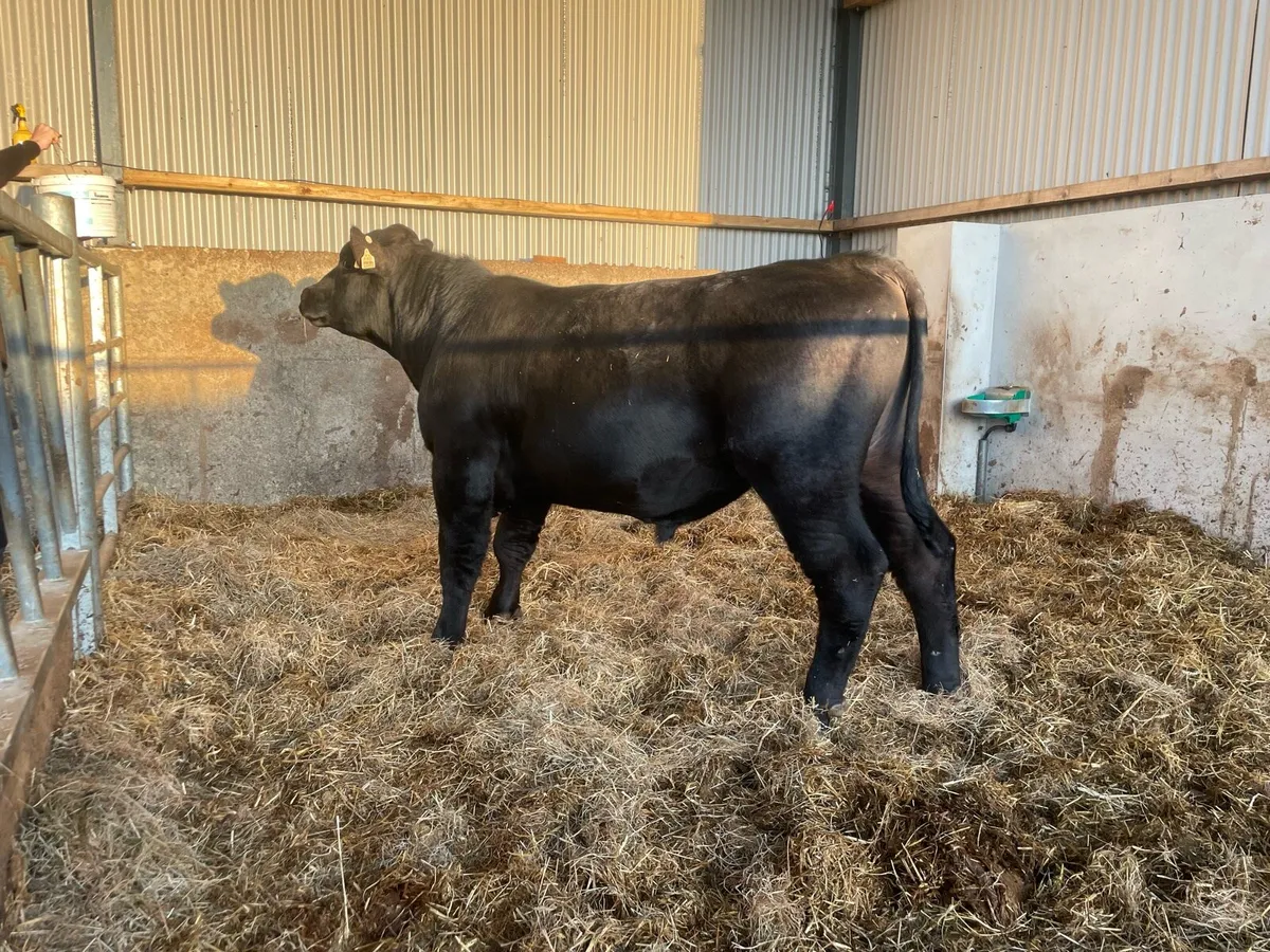 Pedigree Angus Bull - Image 3