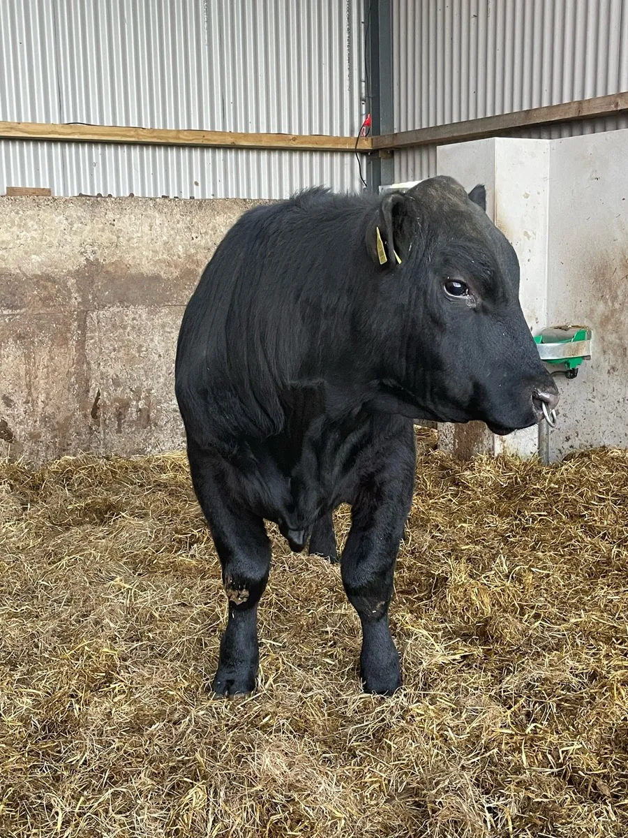 Pedigree Angus Bull - Image 1