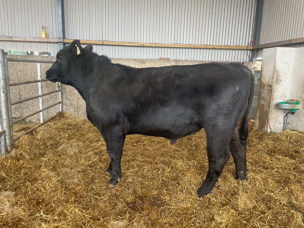 Pedigree Angus Bull - Image 4
