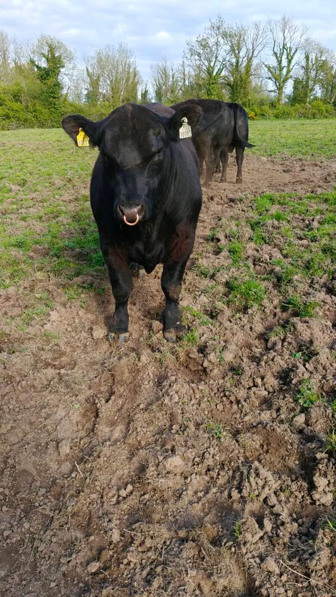 Angus & Herford bulls - Image 1