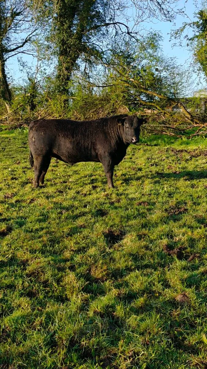 Angus & Herford bulls - Image 2