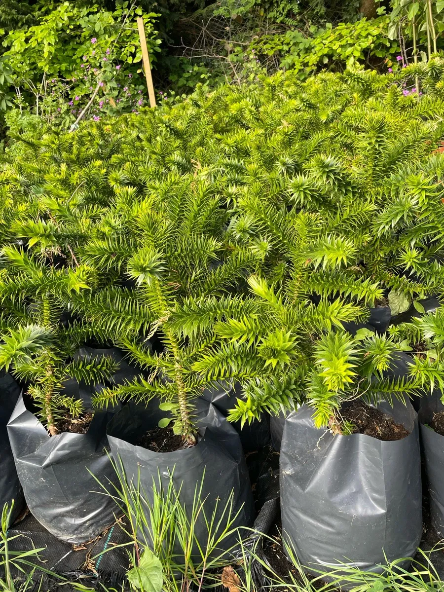 Monkey Puzzle - Image 1