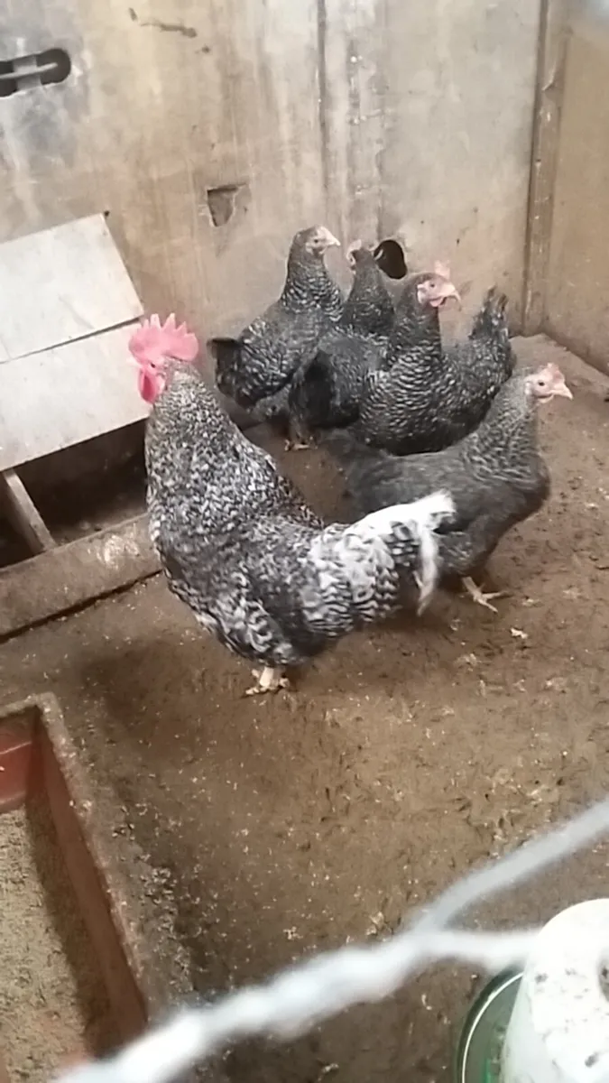 Hens/pullets/chicks/ducklings/fertile hatching egg - Image 4