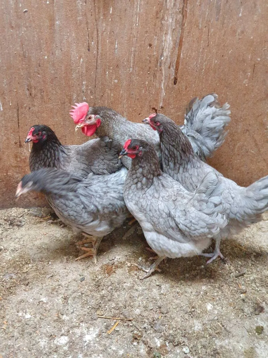 Hens/pullets/chicks/ducklings/fertile hatching egg - Image 1