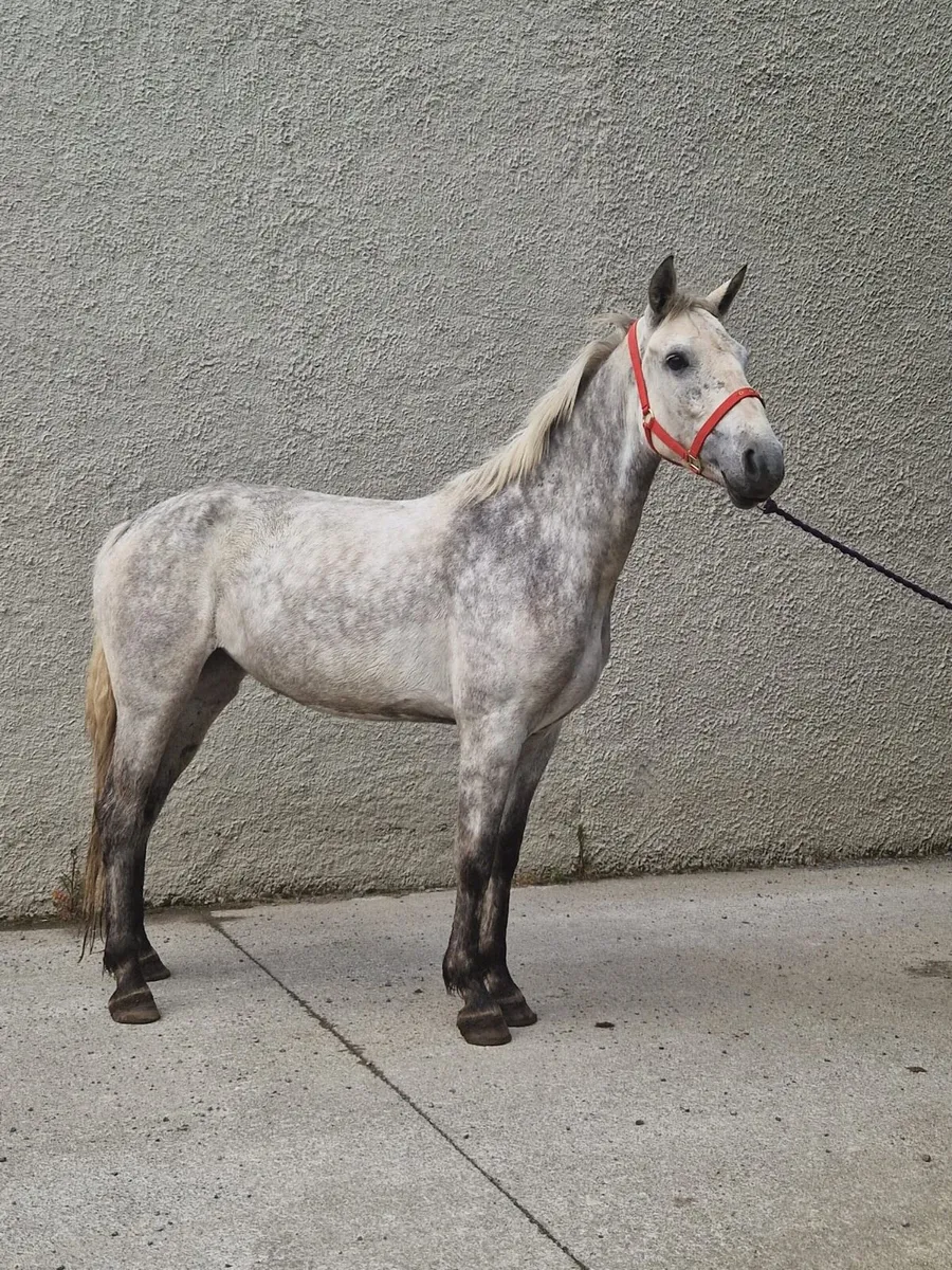 Oversized 4 year old Connemara Filly - Image 2