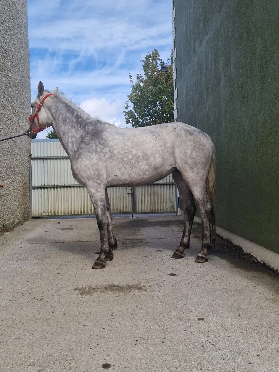 Oversized 4 year old Connemara Filly - Image 1