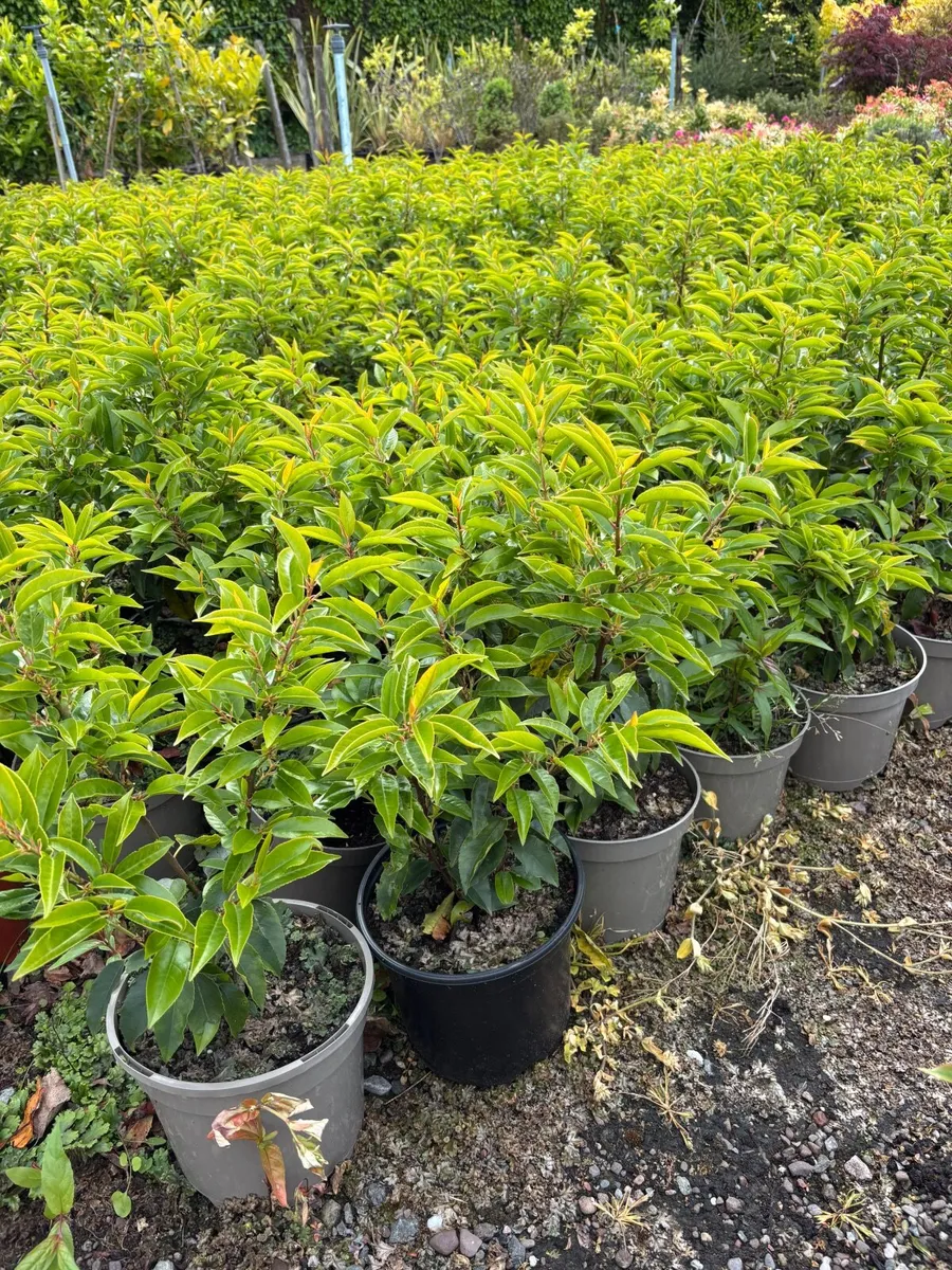 Portuguese laurel - Image 1