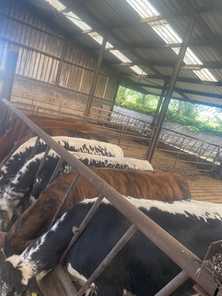 7 two year old breading heifers for sale - Image 1