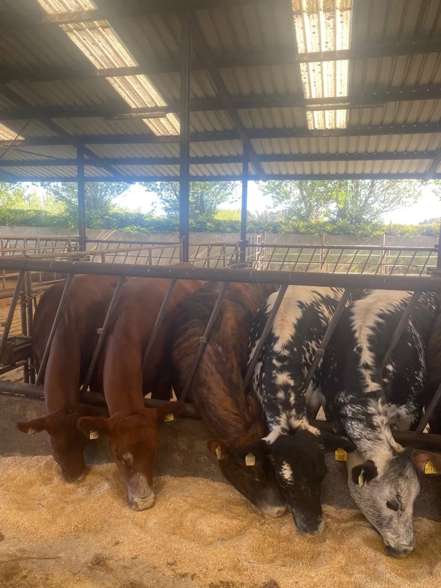 7 two year old breading heifers for sale - Image 2