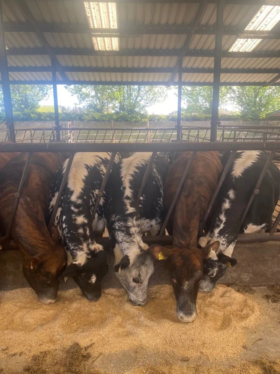 7 two year old breading heifers for sale - Image 3