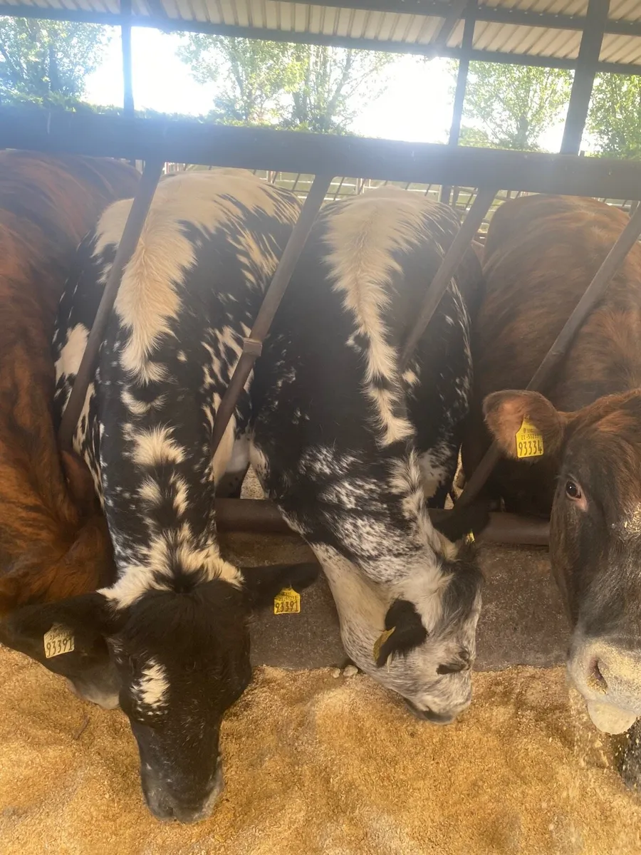 7 two year old breading heifers for sale - Image 4