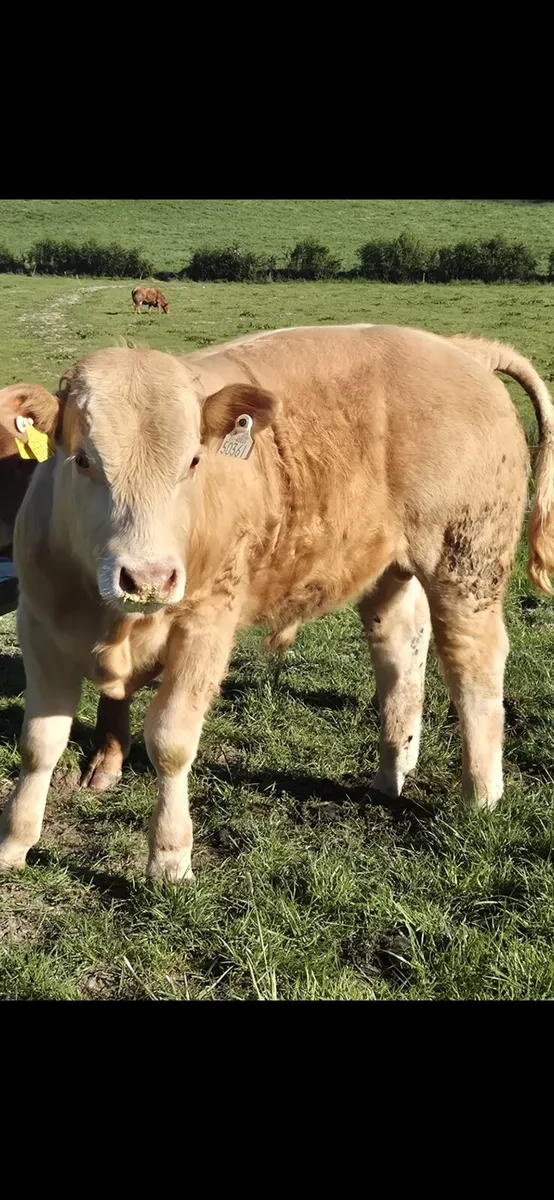 Weanlings bulls-Carrigallen 16th May - Image 4