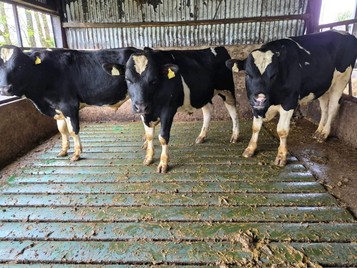 Selection of high ebi pbr Friesian bulls - Image 1