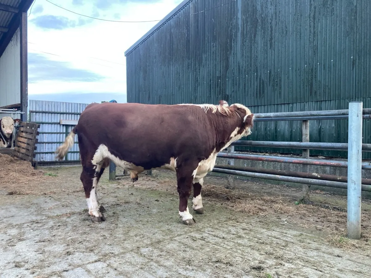 Bull - Image 2