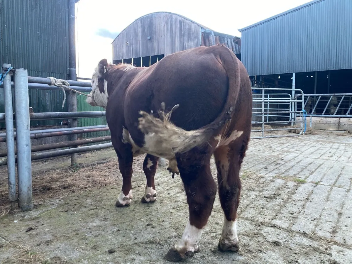 Bull - Image 3