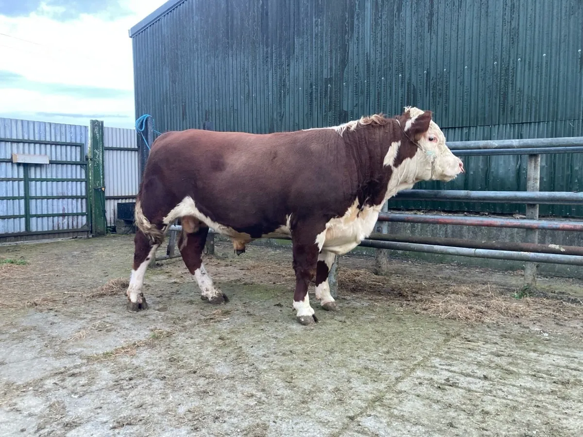 Bull - Image 1