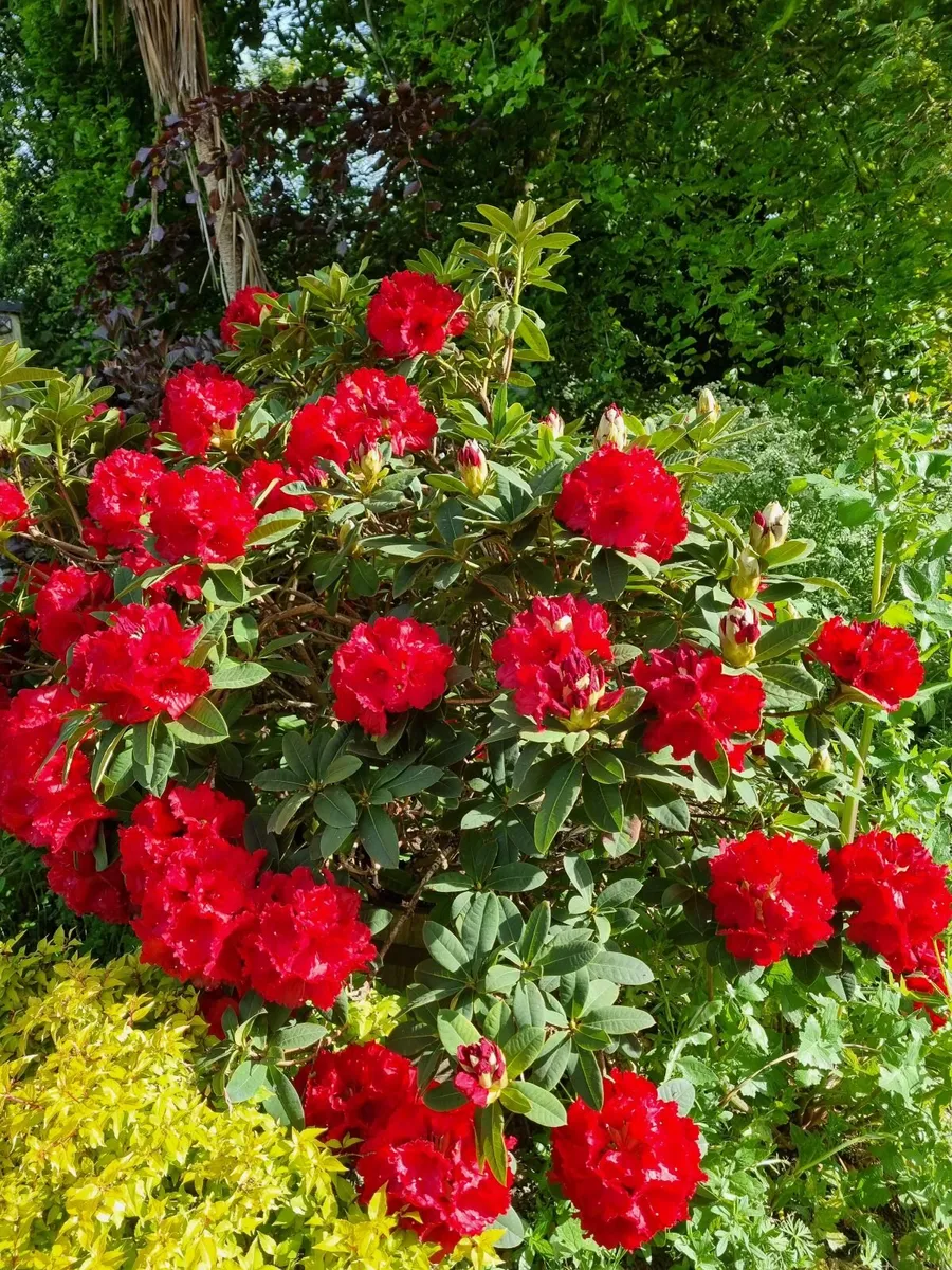 beautifully blooming rhododendron - Image 4
