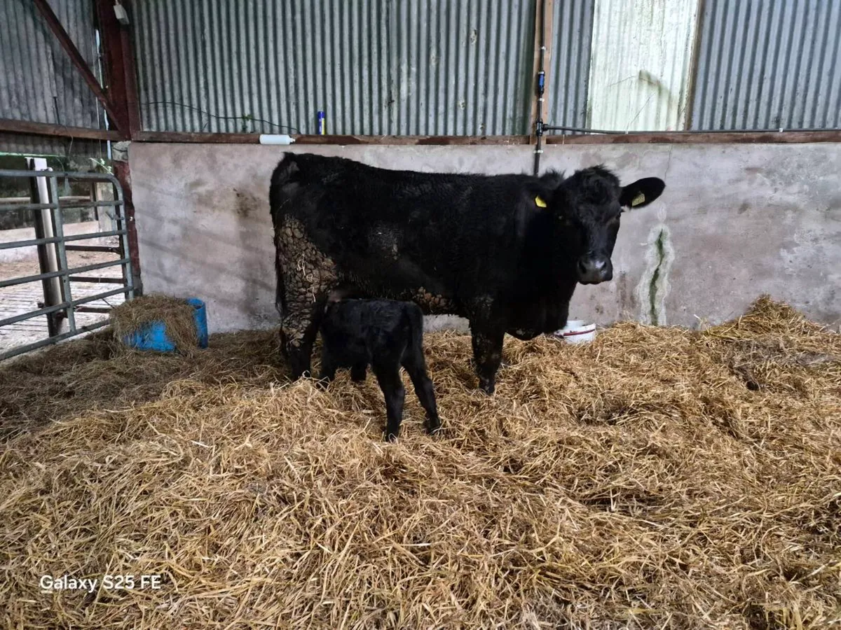 Pedigree Angus bull calf - Image 2