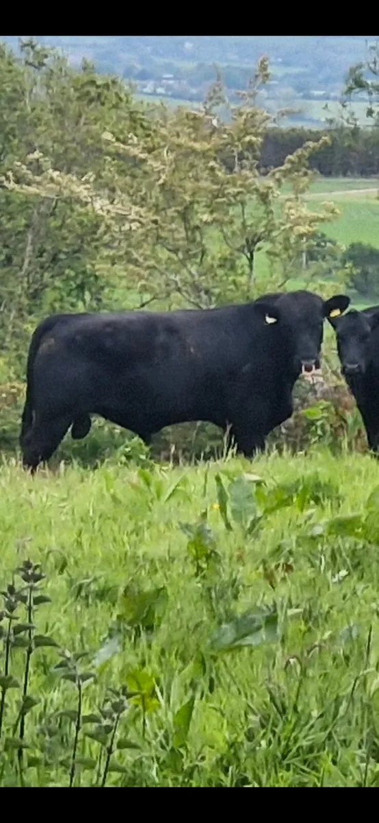 Pedigree Angus bull calf - Image 3
