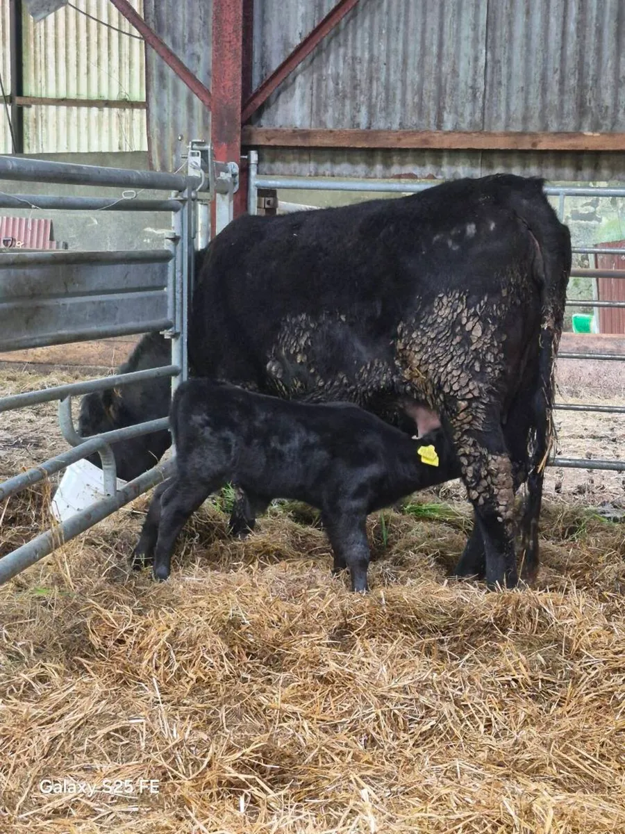 Pedigree Angus bull calf - Image 1