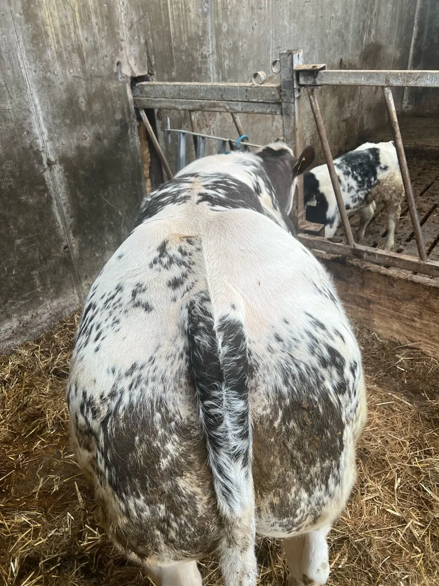 BB heifer - Image 1