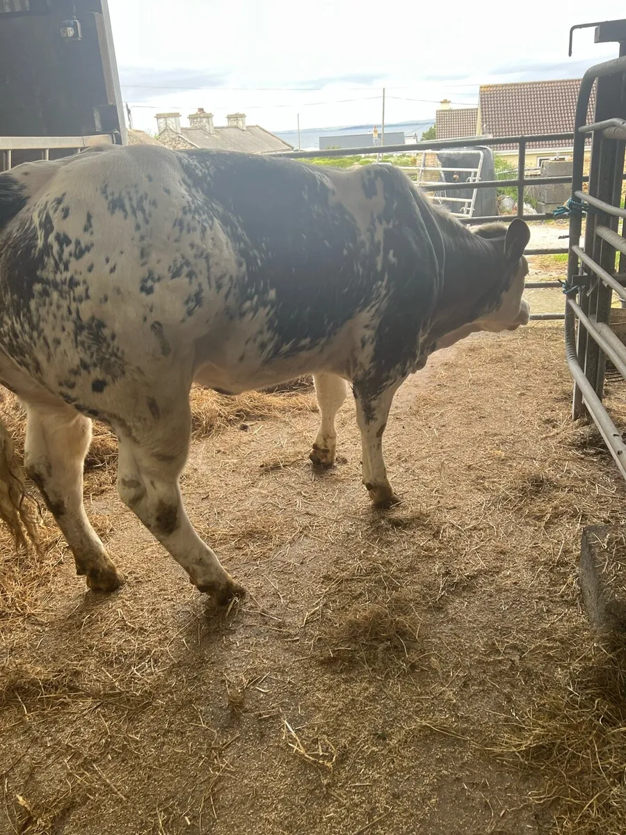 BB heifer - Image 3