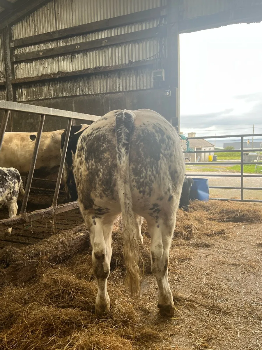 BB heifer - Image 2