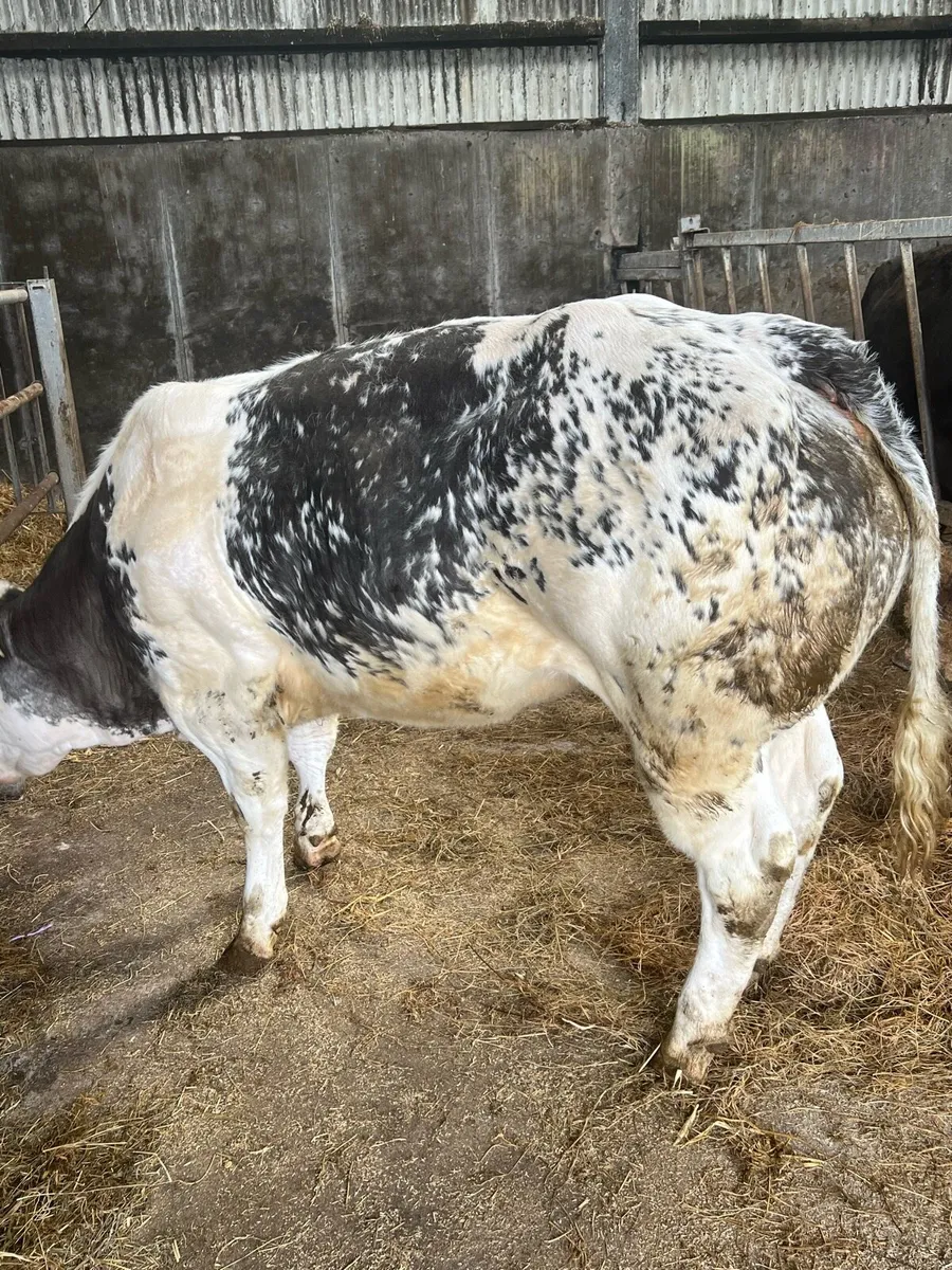 BB heifer - Image 4