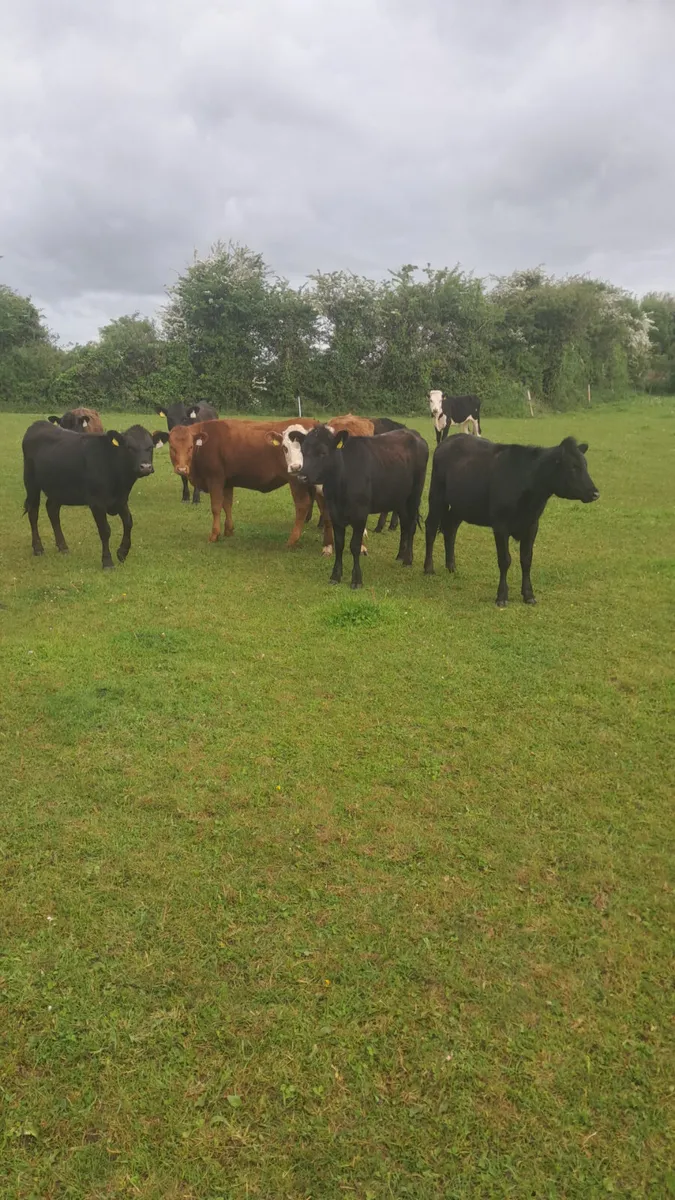 Yearling heifers - Image 1