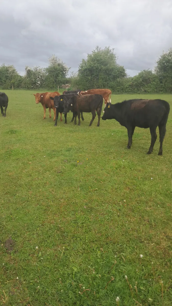 Yearling heifers - Image 3