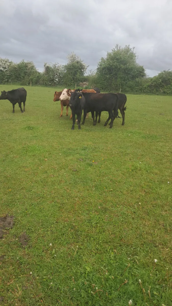 Yearling heifers - Image 2