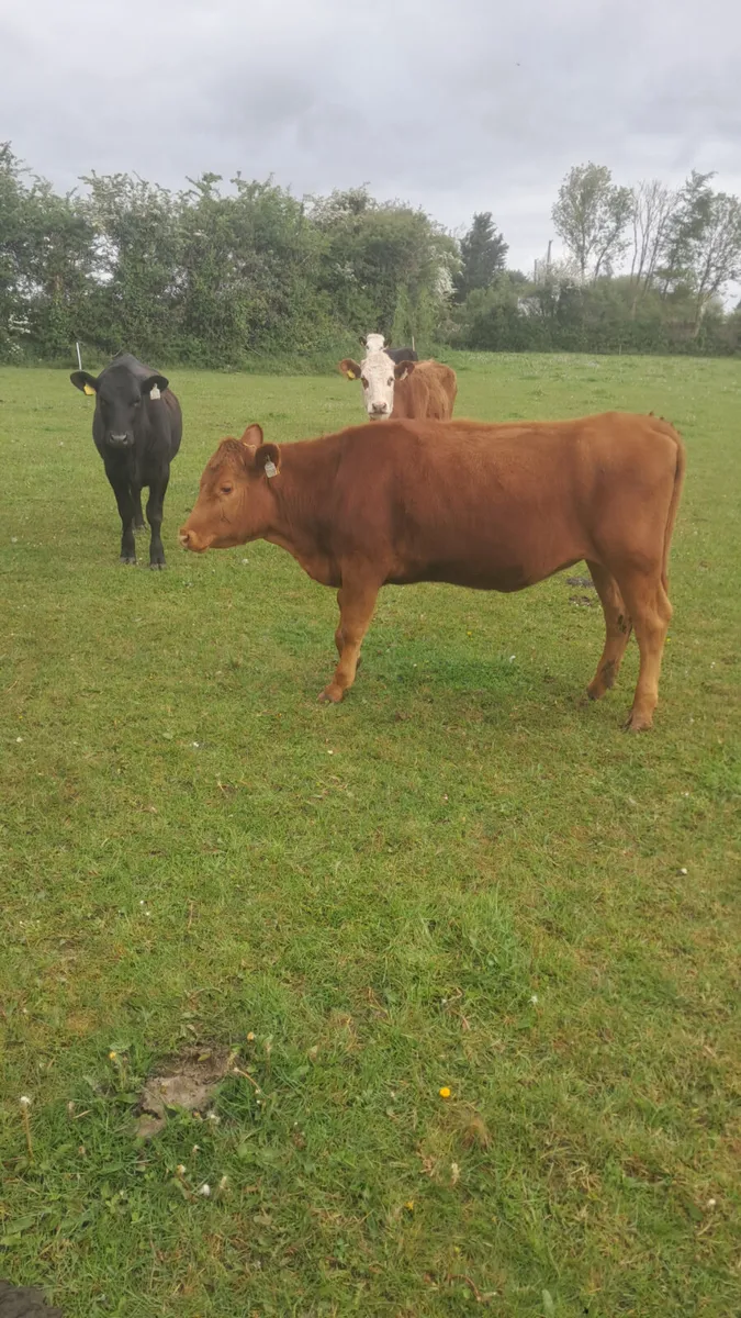 Yearling heifers - Image 4