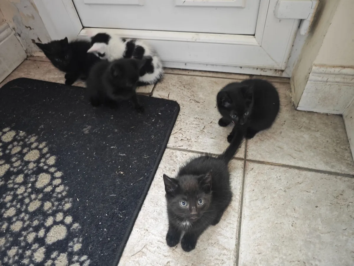 Kittens - Image 2