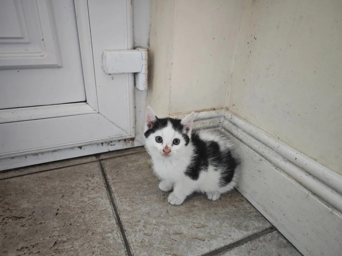 Kittens - Image 3