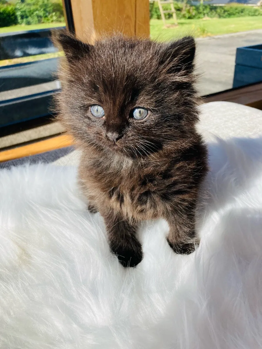 Fluffy kittens - Image 2