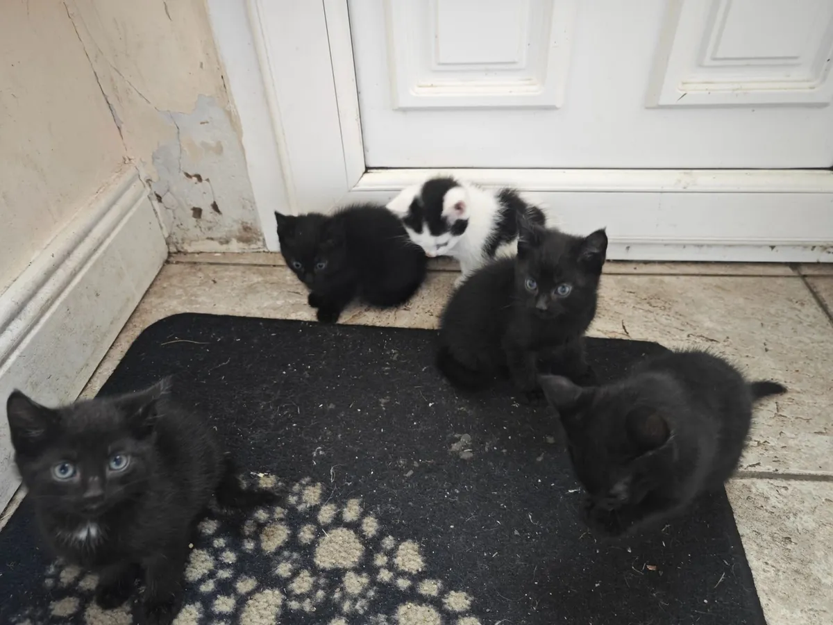 Kittens - Image 1