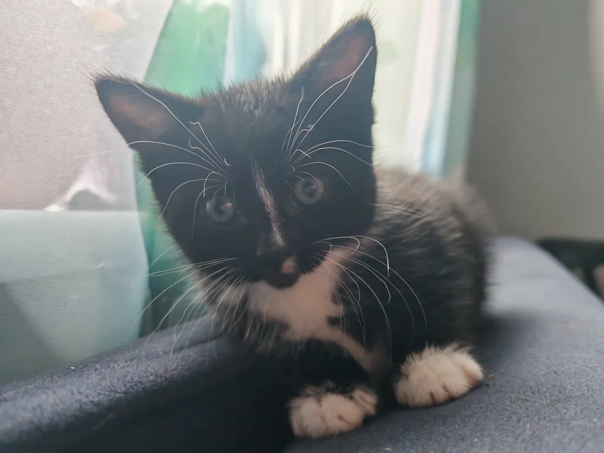 Kittens - Image 1