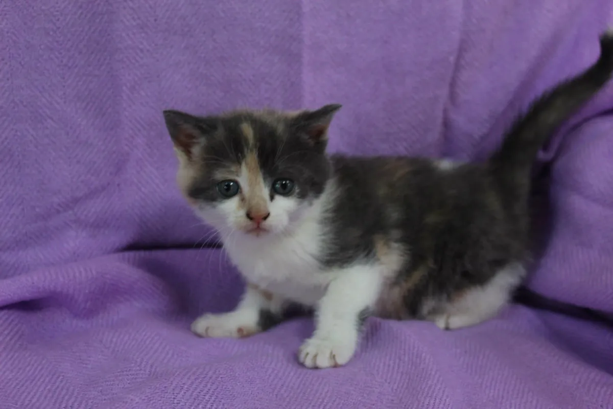 Calico kitten