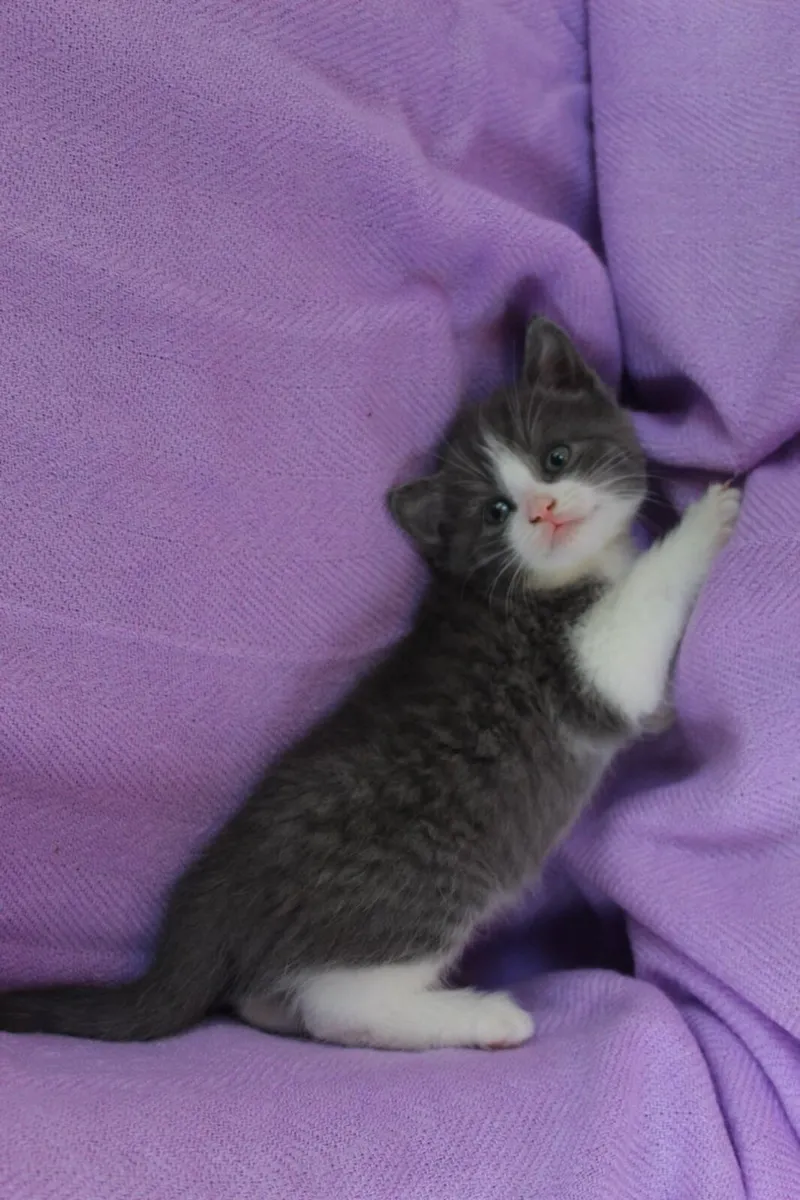 Kittens - Image 1