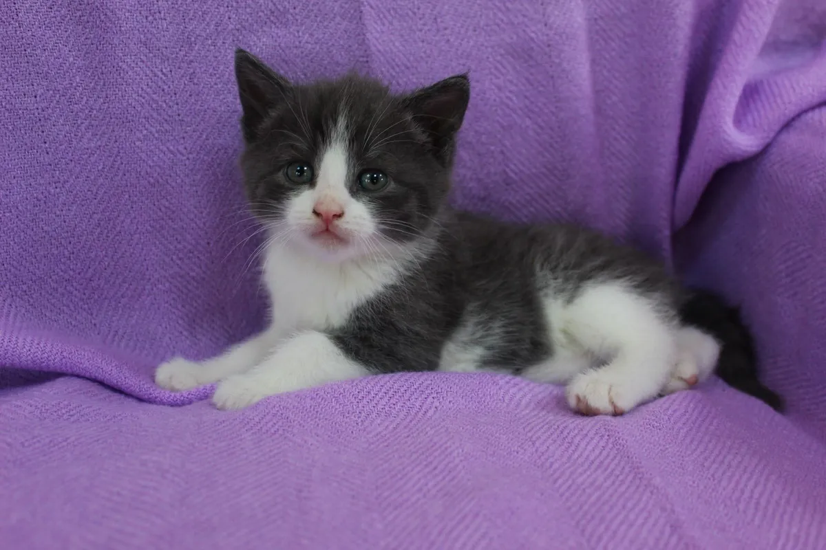 Kittens - Image 2