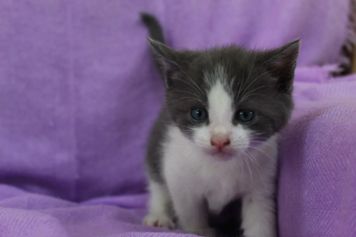 Kittens - Image 3